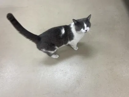 Catrick
