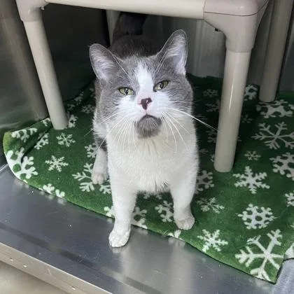 Catrick thumbnail 3