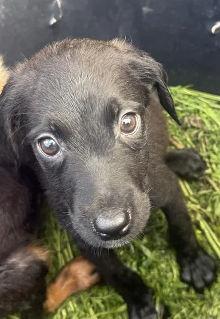 A baby small-sized female Labrador Retriever dog named Rey for adoption in San Antonio, TX