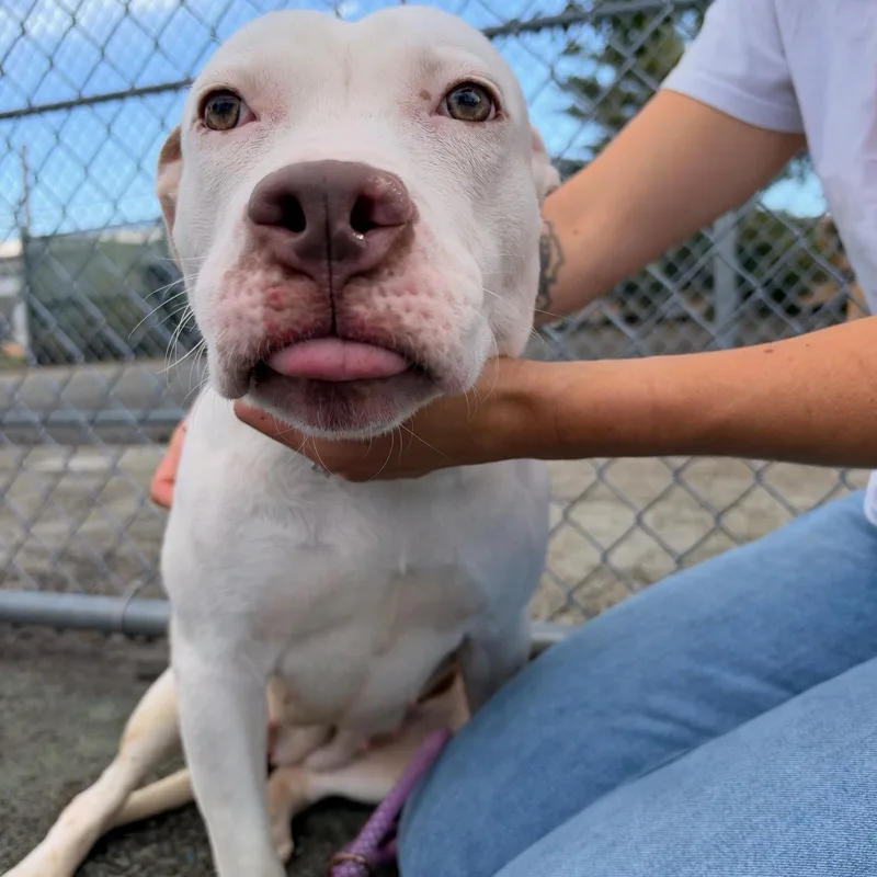 A young medium-sized female White / Cream Pit Bull Terrier dog named Anna for adoption in Jersey city, NJ