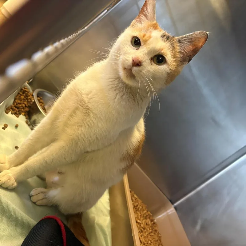 An adult small-sized female Calico Domestic Short Hair cat named Callie for adoption in Chehalis, WA