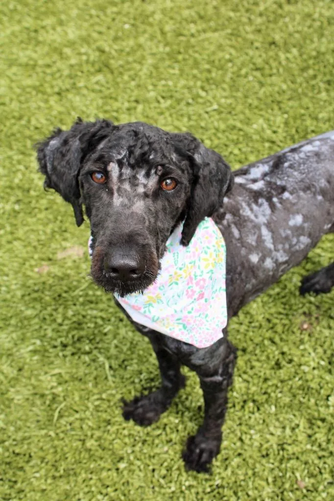 A young medium-sized female Poodle dog named Dog Marley for adoption in Morgantown, KY