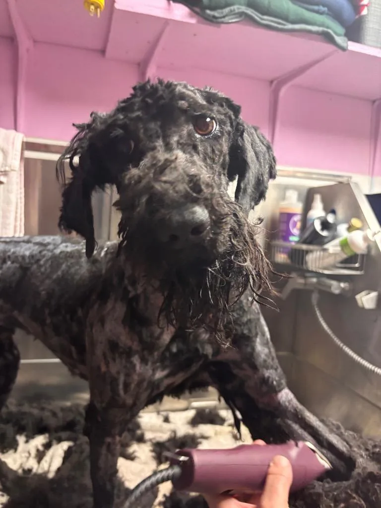 Dog Marley thumbnail 2