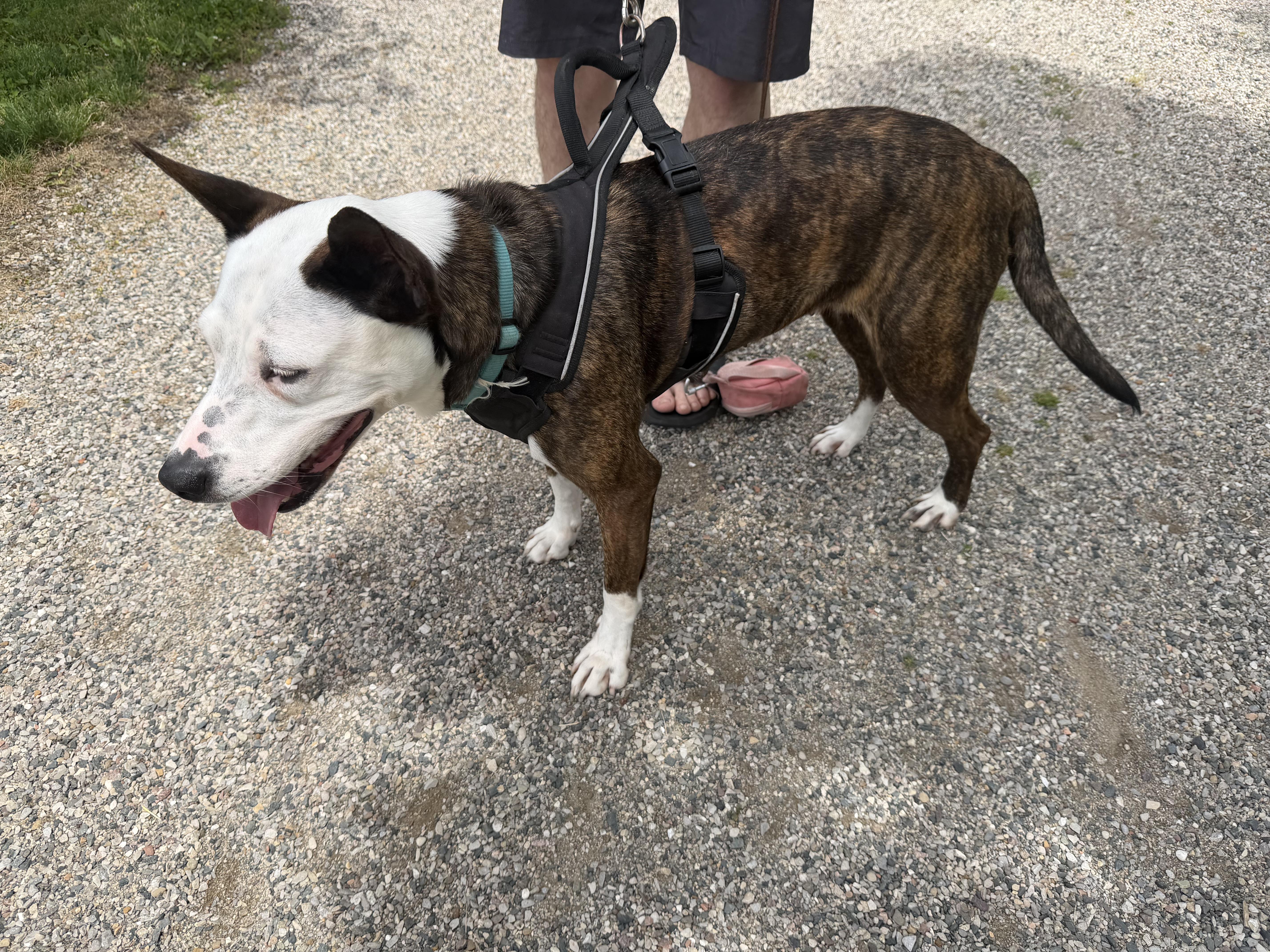 An adult medium-sized female Brindle Bull Terrier dog named Daisy for adoption in Livonia, MI