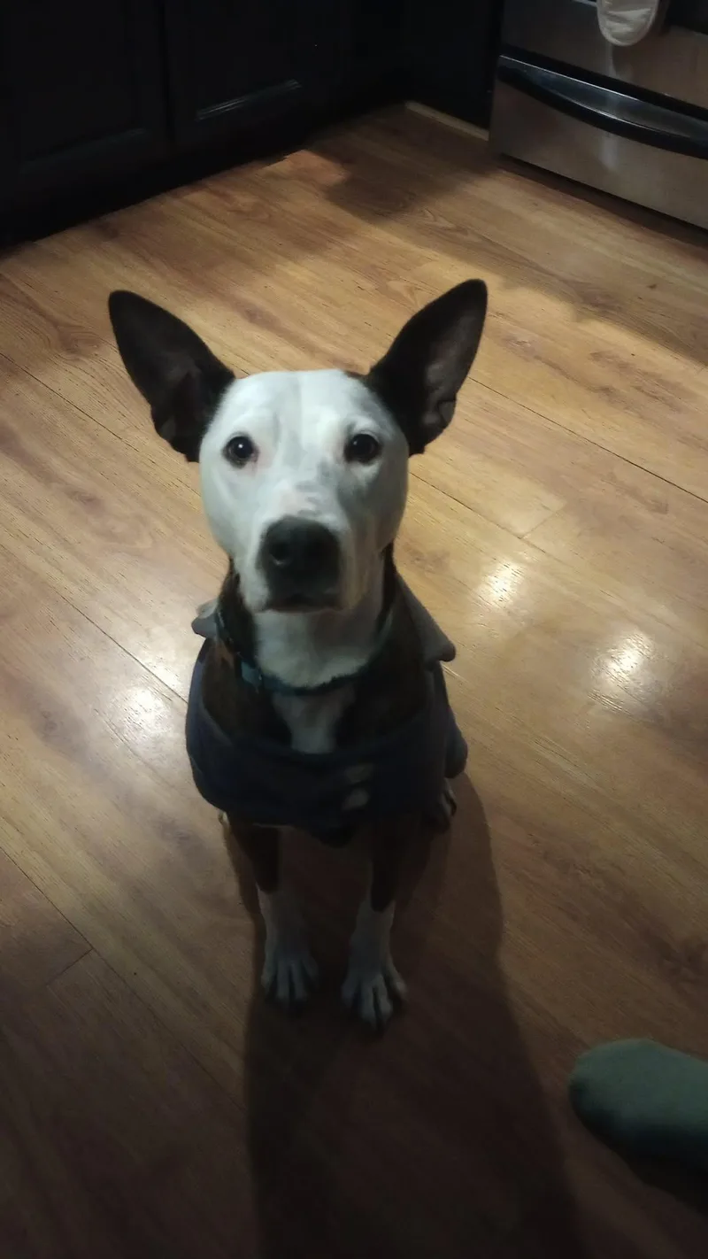 Daisy thumbnail 2