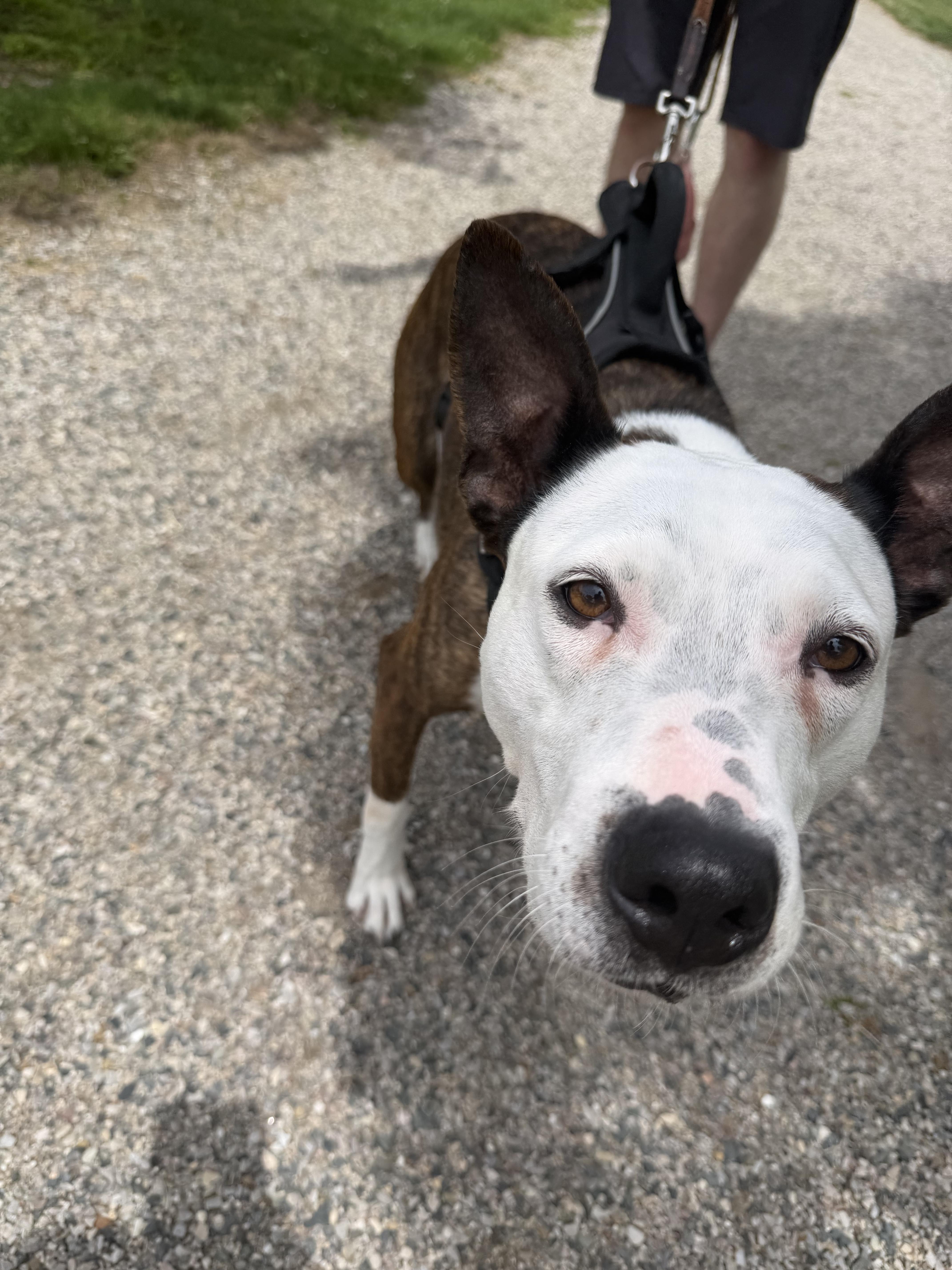 Daisy thumbnail 3