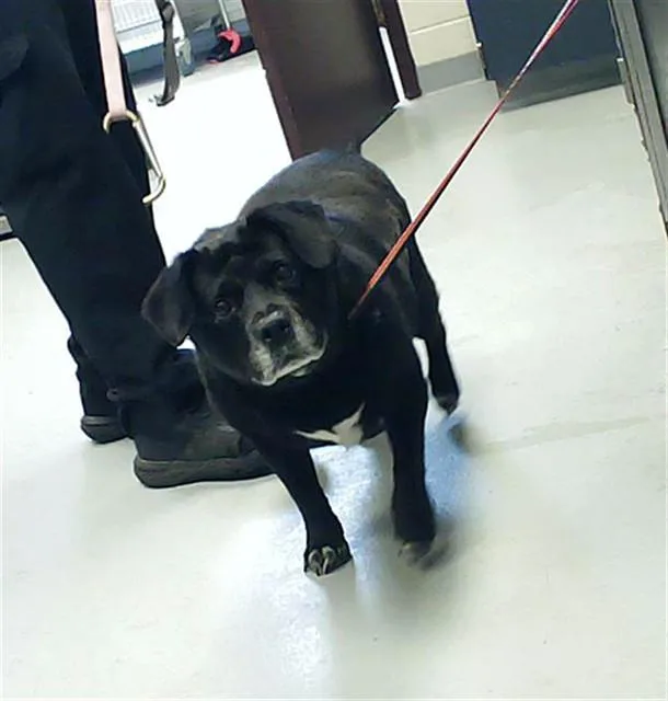 A senior medium-sized female Labrador Retriever dog named Lola for adoption in Fayetteville, NC