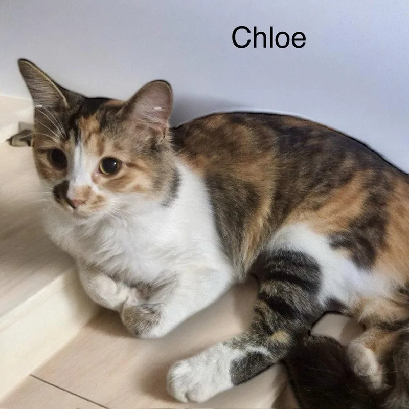 Chloe thumbnail 2
