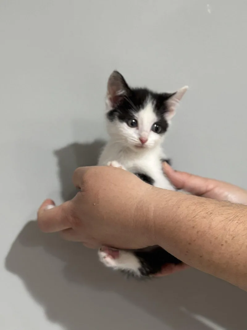 A baby medium-sized female Black & White / Tuxedo Domestic Short Hair cat named CAT  Nikita for adoption in GILBERTS, IL