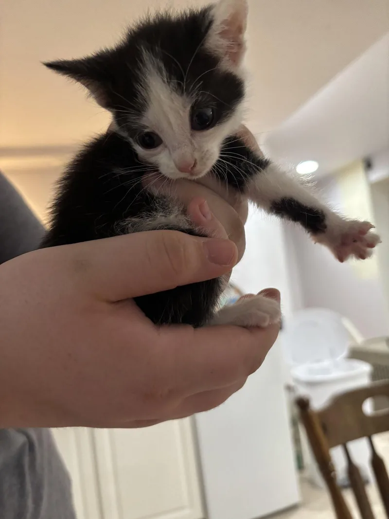 CAT  Nikita thumbnail 2