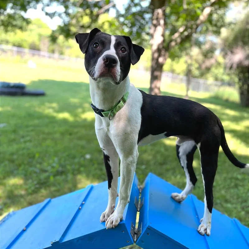 A young medium-sized male Black Mixed Breed dog named Thurston for adoption in Owosso, MI