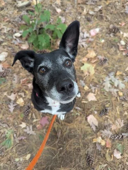 A senior medium-sized female Pit Bull Terrier dog named Storrie for adoption in Nashua, NH
