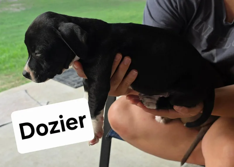 Dozer