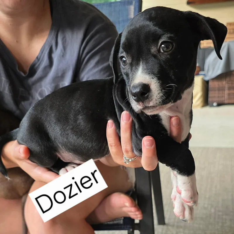 Dozer thumbnail 3