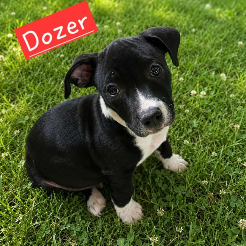 Dozer thumbnail 4