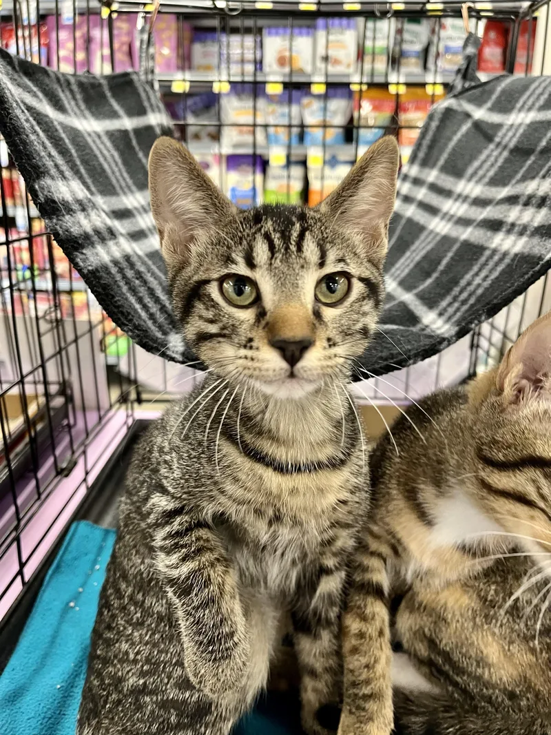 A baby medium-sized male Tabby (Gray / Blue / Silver) Domestic Short Hair cat named Darrin MCB for adoption in Schertz, TX