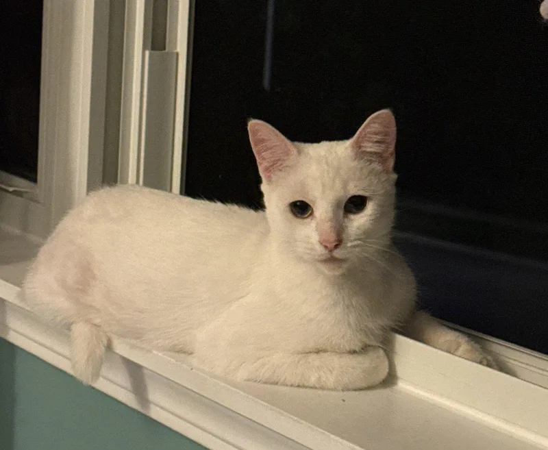 An adult medium-sized female White Domestic Short Hair cat named Lacie for adoption in Island Lake, IL