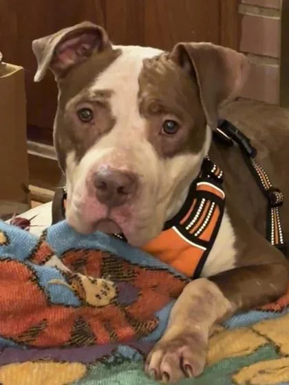 Ginger Snap thumbnail 2