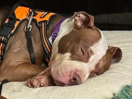 Ginger Snap thumbnail 3