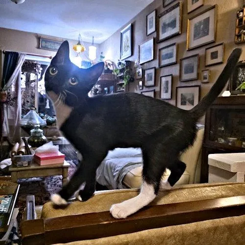 A baby medium-sized female Tuxedo cat named Percy Rohr for adoption in Rutherfordton, NC