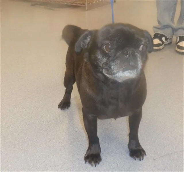 An adult small-sized female Pug dog named Kuqui for adoption in San Jose, CA