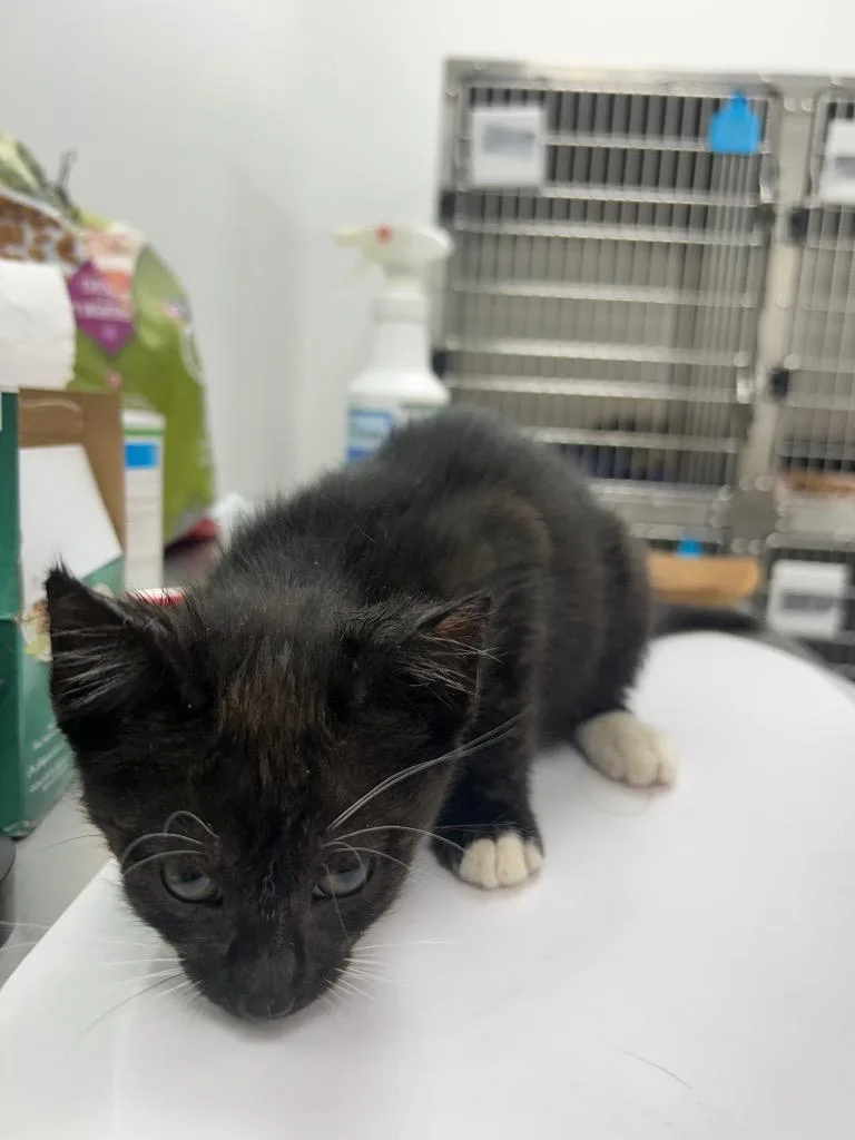 A baby small-sized male Domestic Short Hair cat named Gregory for adoption in Hartsville, SC
