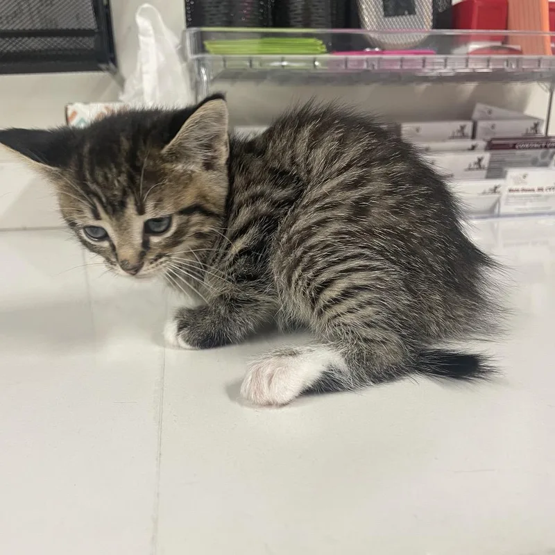 A baby small-sized female Brown / Chocolate Domestic Short Hair cat named Casey for adoption in Clearwater, FL