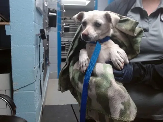 A young medium-sized female Chihuahua dog named Paloma for adoption in Albuquerque, NM