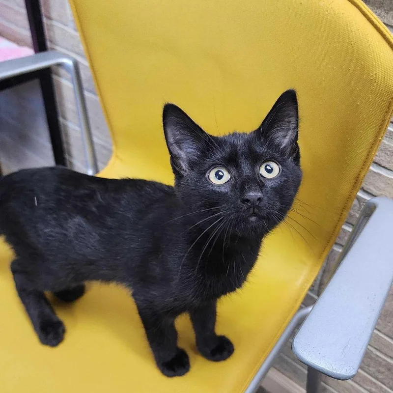 A baby small-sized male Black Domestic Short Hair cat named Sentient Argentinian Goldfish for adoption in Davenport, IA