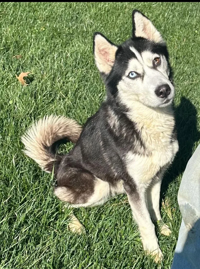 An adult medium-sized female Black Siberian Husky dog named Zephyr for adoption in Columbia, MD