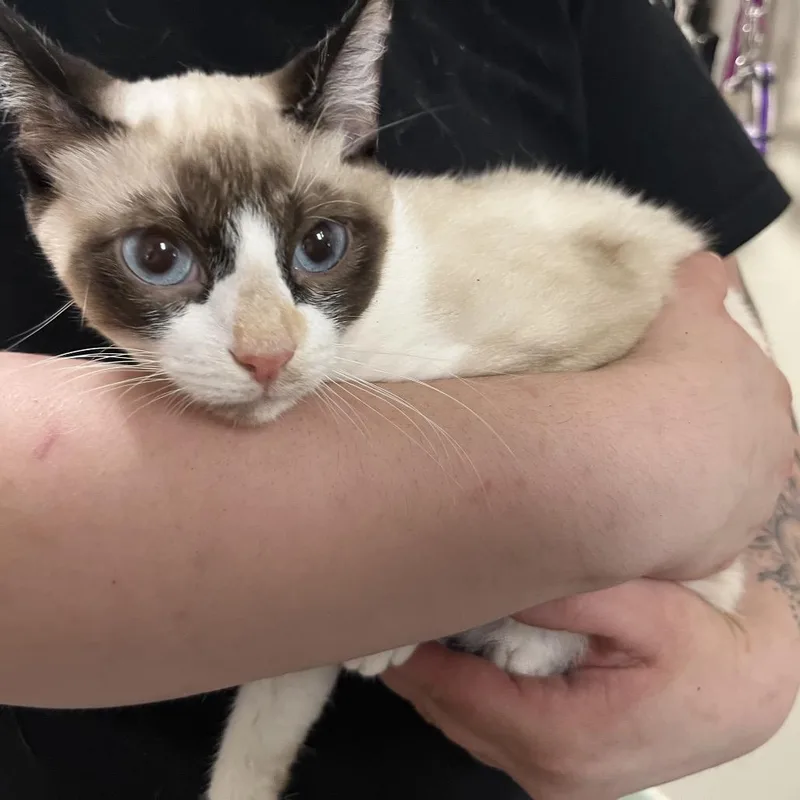 A baby medium-sized female Cream / Ivory Snowshoe cat named Erza for adoption in Melrose, FL