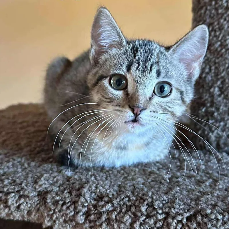 A young small-sized female Torbie Domestic Short Hair cat named Maggie Loader for adoption in Eagle Mountain, UT