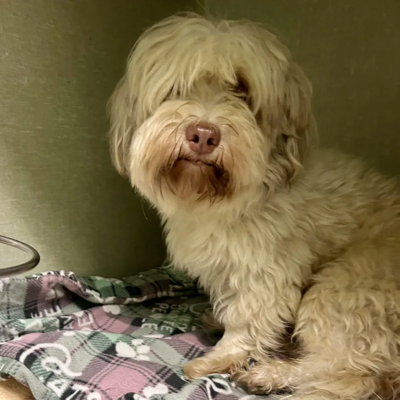 A young small-sized male White / Cream Shih Tzu dog named A+ for adoption in Broken Arrow, OK
