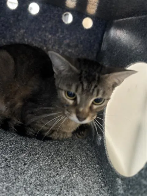 A young medium-sized female Domestic Short Hair cat named Mammie for adoption in Dallas, TX