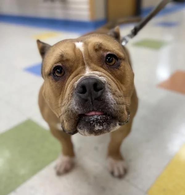 An adult medium-sized female American Bulldog dog named Oakley for adoption in Sioux City, IA