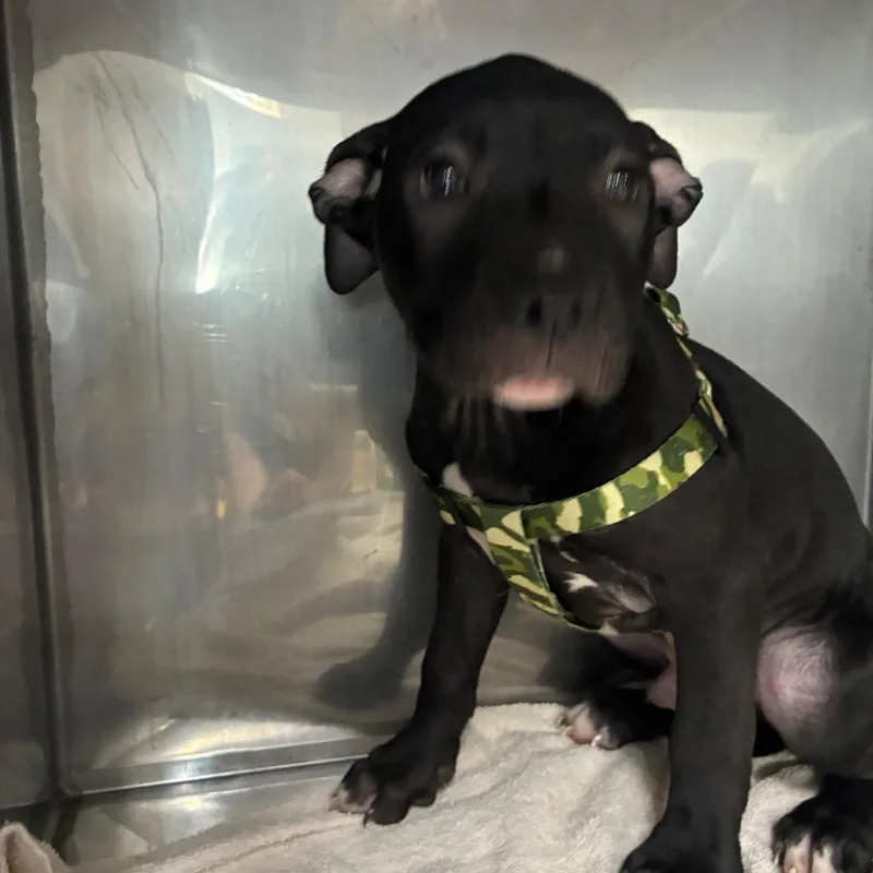 A baby small-sized male Black Pit Bull Terrier dog named Benny for adoption in Northbrook, IL