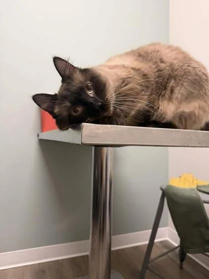 A young medium-sized male Black Domestic Short Hair cat named Storm for adoption in Annapolis, MD