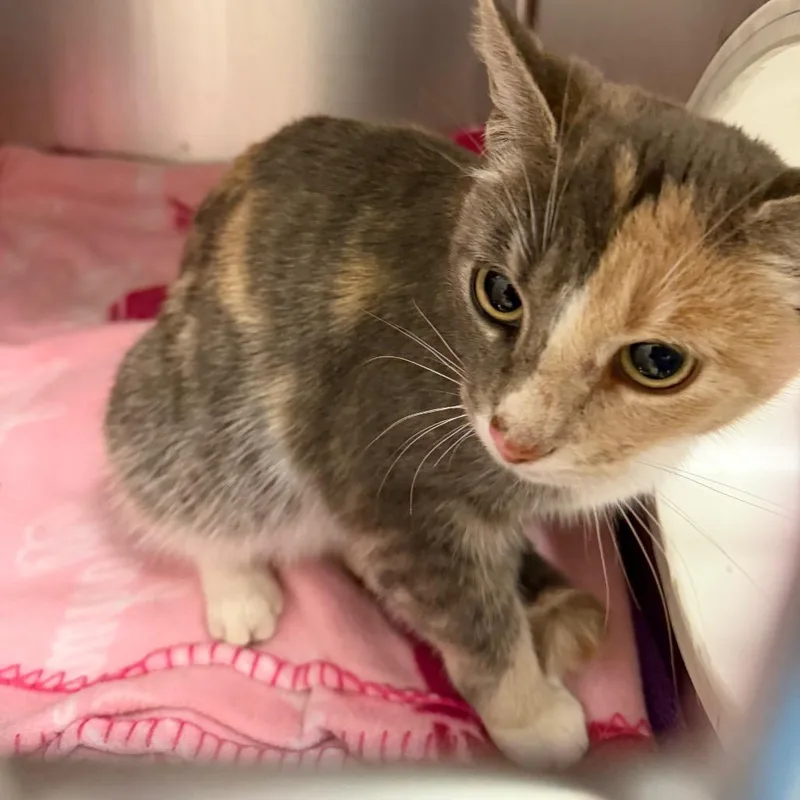 An adult medium-sized female Calico Domestic Medium Hair cat named Confetti for adoption in International Falls, MN