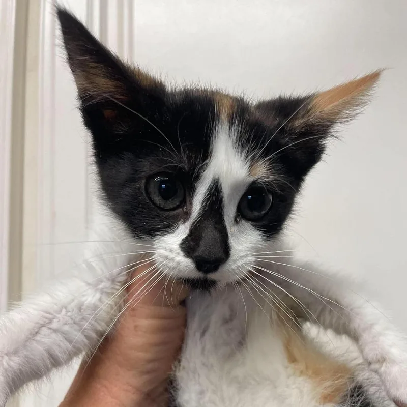 A baby small-sized female Calico Domestic Short Hair cat named Lola for adoption in Hemet, CA
