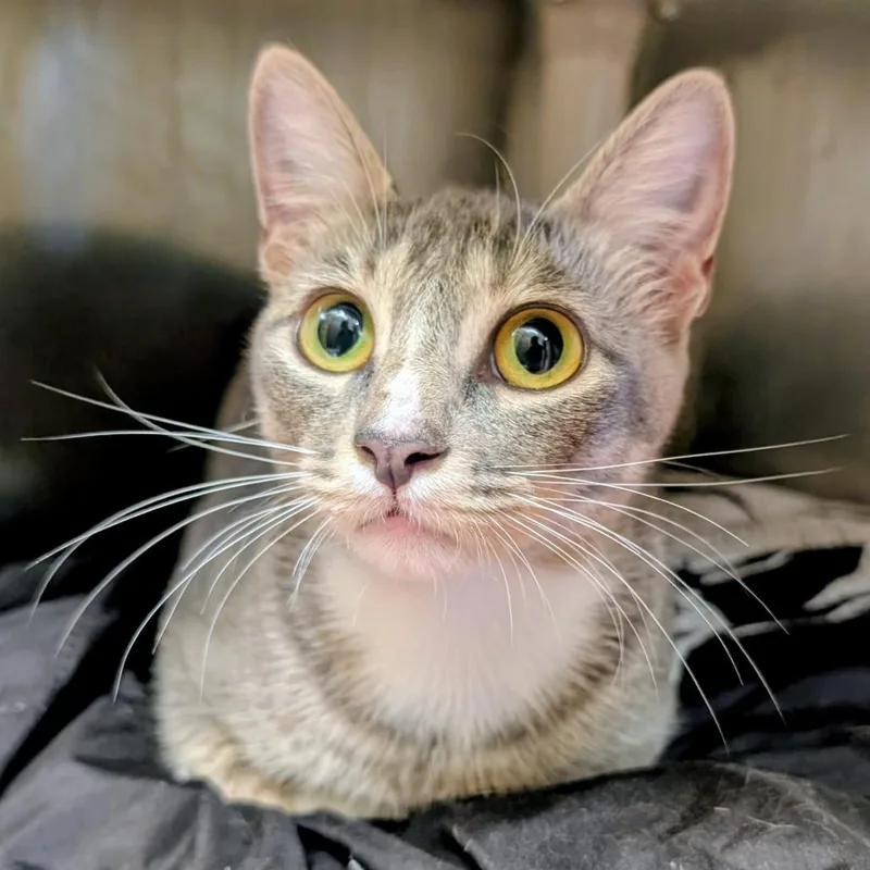 An adult small-sized female Gray / Blue / Silver Domestic Short Hair cat named Toes for adoption in Huntsville, AR