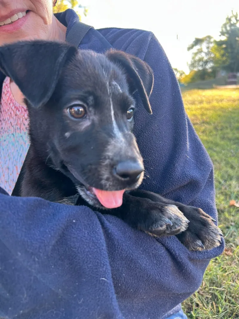 A baby medium-sized male Mixed Breed dog named Pogo for adoption in Spring hill, TN