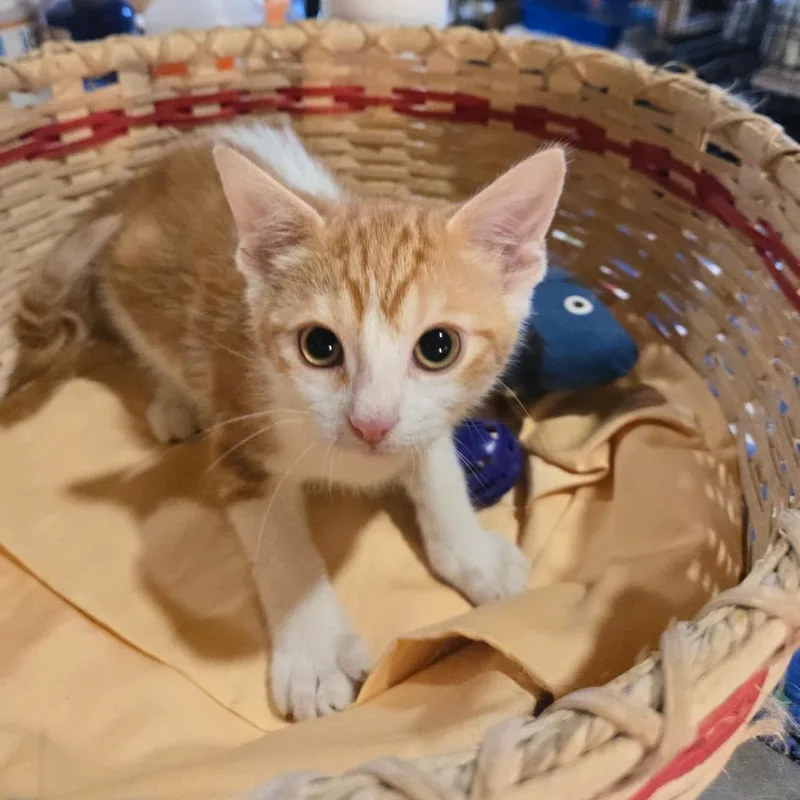 A baby small-sized male Orange / Red Domestic Medium Hair cat named Colby for adoption in Park Falls, WI
