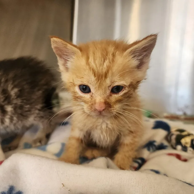 A baby small-sized male Orange / Red Domestic Short Hair cat named Carter for adoption in Evensville, TN