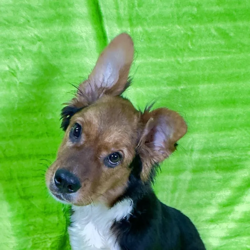 A young medium-sized male Brown / Chocolate Mixed Breed dog named Bandito for adoption in Franklin, NC