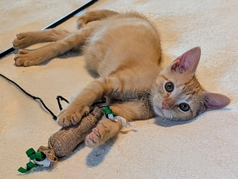 A young small-sized male Orange & White American Shorthair cat named Tigger for adoption in Fort Payne, AL