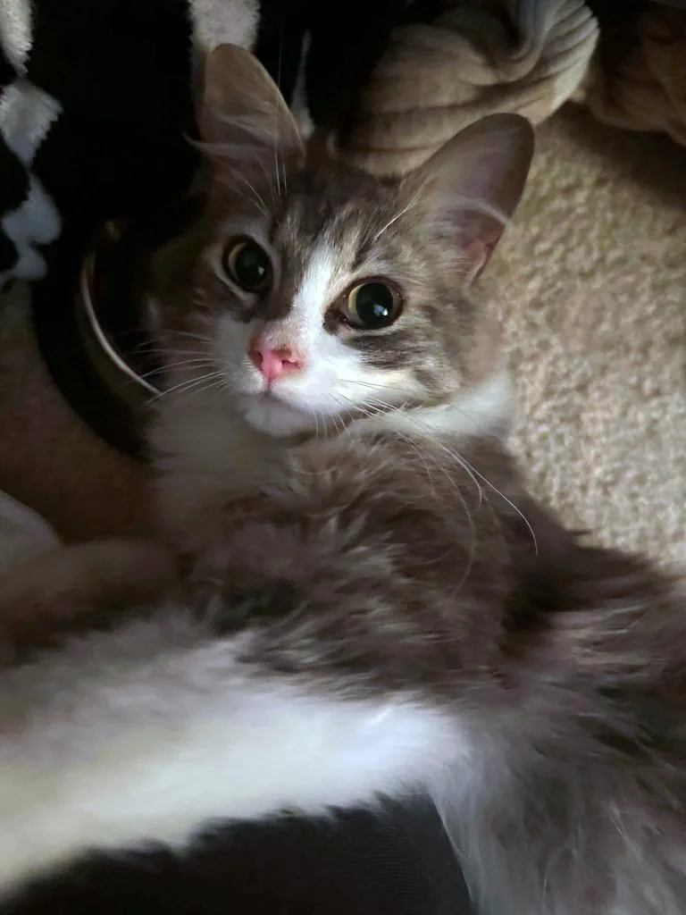 Princess