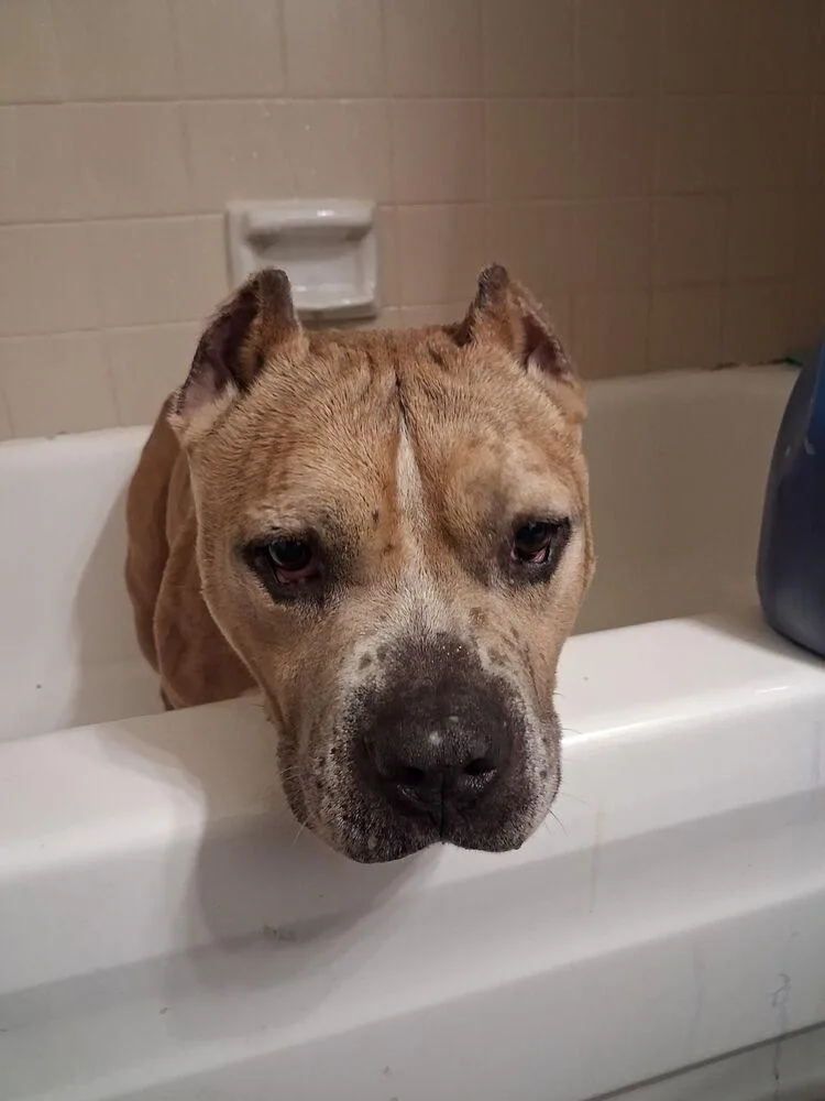 An adult medium-sized male Brown / Chocolate Pit Bull Terrier dog named Cash for adoption in Tulsa, OK