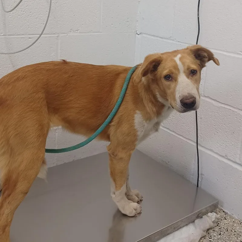 A young medium-sized female Collie dog named Honey Habanero for adoption in Hattiesburg, MS