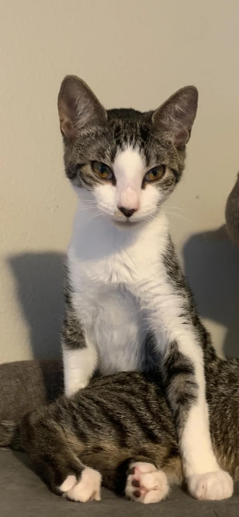 A baby medium-sized female Tabby (Brown / Chocolate) Domestic Short Hair cat named Enola for adoption in Jacksonville, FL