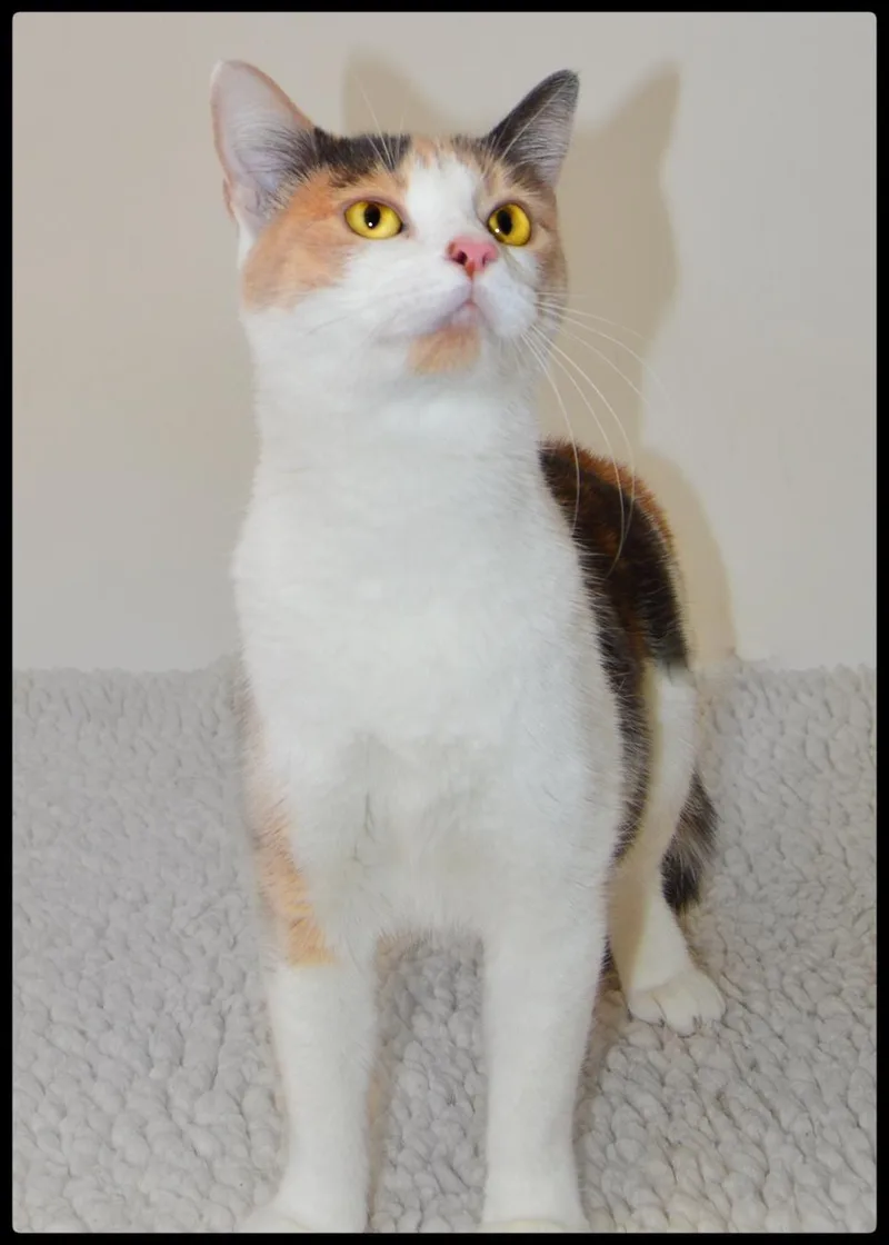An adult small-sized female Calico Domestic Short Hair cat named Snow A for adoption in San Andreas, CA